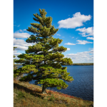 PINE TREEEEEEEE