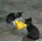 amikos de la vida xd