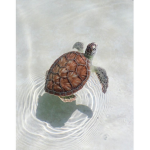 -the s l a y turtles-