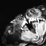 WarDog's
