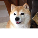 Doge Lo vers ONLY