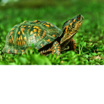 who liek turtels an trains?