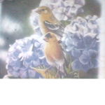 Birds & Flowers Studios