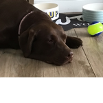 The picture is my dog
