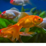 Fun Friendly Fish