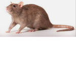 THE RATS Jojorats group