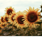 Sunflower_Squad 10