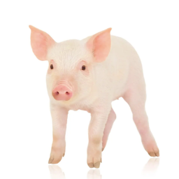 Piggy only for people who are 2+