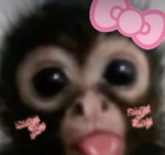 The monkey Community(: