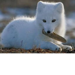 Fox Squad Army