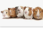 The crazy cute creatures