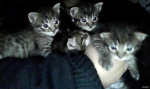 cat boy !!