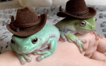Frogs! -u-