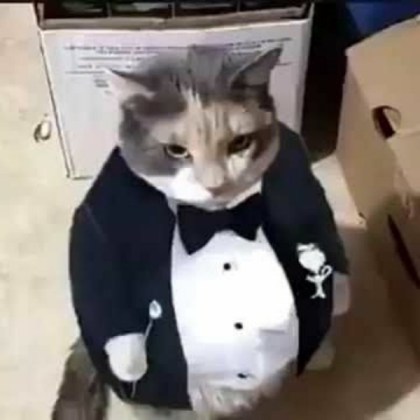 fat cat in a tuxedo Roblox decal