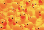 Ducky sim community