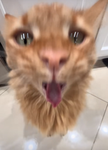 Kalix