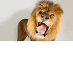 Lion$