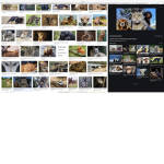 Save The Animals Please!
