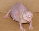 RATZ WITH THE BEST HAIR