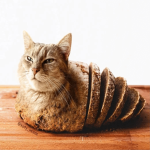 bread cat family