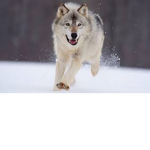 Wolfs makes games