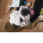 Lola is our cute dog