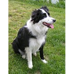 The BorderCollieGamer fan group