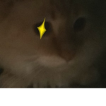 Mango juice cat