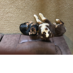 D o g g o z's Group hangout!