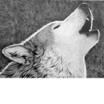 <>The Wolves<>