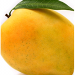 Mango’s fans!
