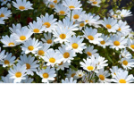 daisy emms group
