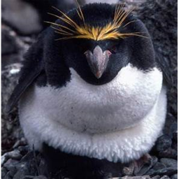 This game is about all the penguins (hacked)