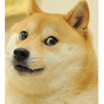 DOGEISTHEBESTINTHEWORLD
