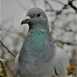 Pigeons