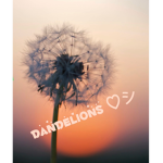 Dandelions group!!