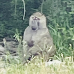 we are monke.