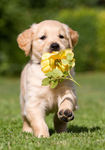 Puppes