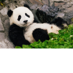BrownPandaking