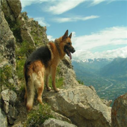 German Shepherd Dog Roblox decal