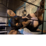 I’ll give you roebucks for everyone that joins