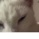 melly the triangle cat