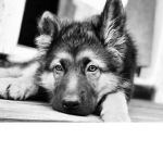 Dogyeah