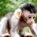 godmonkey