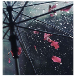 -Rainfall-