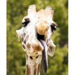 giraffesquad! <3