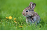 Zoey’s Rabbit Group!