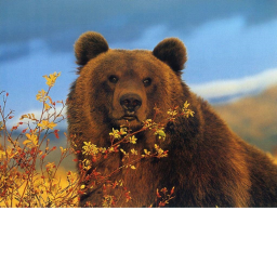 Bear hugs and friends ;)'s Place Number: 1