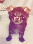 Purrfect Emotes~