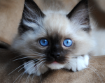 nice cat group123